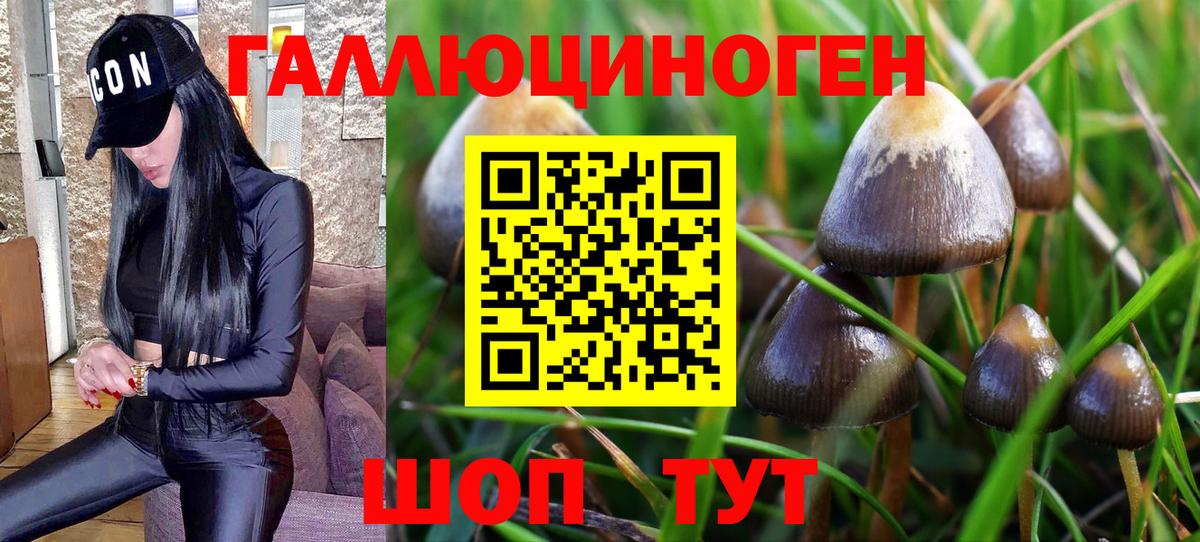 ГАШ Димитровград